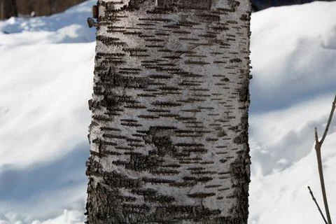 Paper Birch Stock Photos