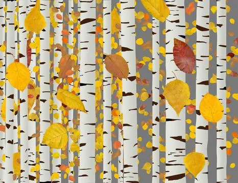 Paper birch tree trunks and falling autumn paper birch leaves are seen in a 3 Stock Illustration