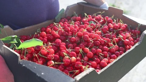 Paper box with cherries Video stock 91724317