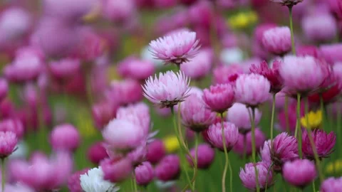 Paper daisy flower Stock Footage 286063544