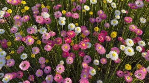 Paper daisy Stock Footage 318830990