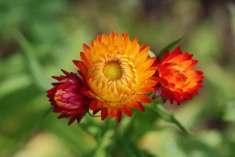 Paper Daisy Stock Photos