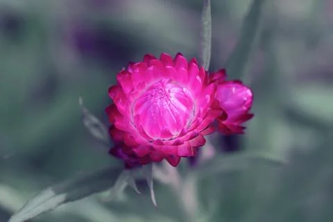 Paper Daisy Foto stock