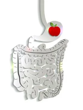 Paper digestive system and apple in the stomach Stock Illustration