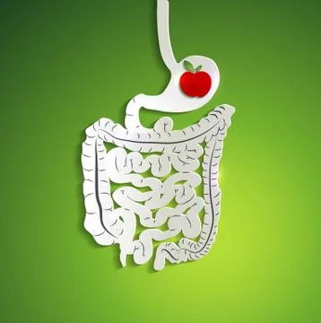 Paper digestive system and apple in stomach Stock Illustration