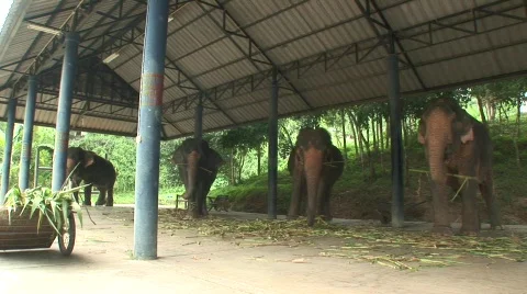 Paper from elephant dung Stock Footage 565290