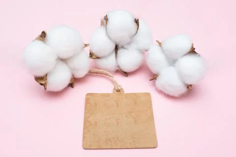 Paper empty tag in brown and cotton flowers on a pink background. Blank square Stock Photos