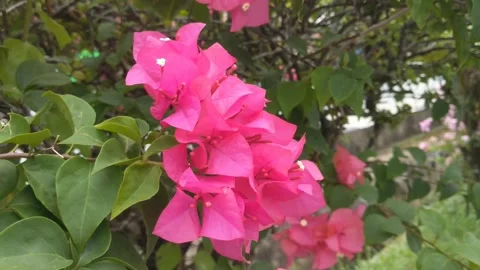 Paper Flower Flowers Stock Footage 250009844