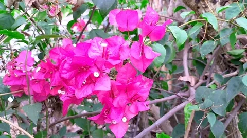 Paper flower Stock Footage 217468158