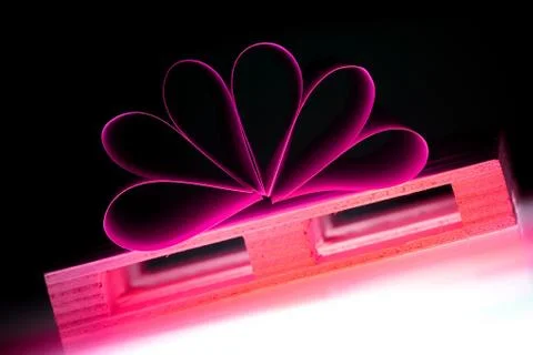 Paper flower Stock Photos