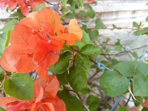 Paper flower 스톡 사진