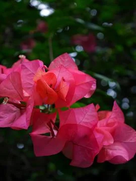 Paper flower Stockfoto's