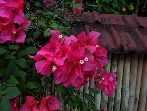 Paper flower Stockfoto's