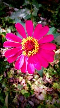 Paper flower Stock Photos