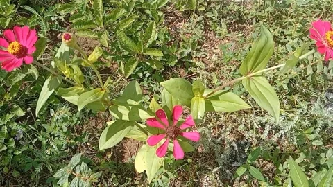 Paper flower view Video stock 244826292