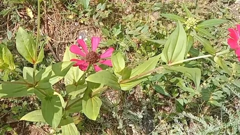 Paper flower view Stock Footage 244826327