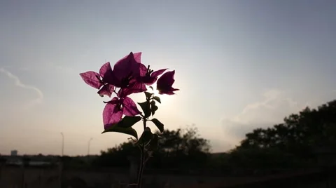 Paper flowers and sky Stock Footage 56084772
