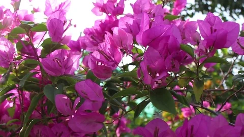 Paper flowers and wind Stock-Footage 72972980