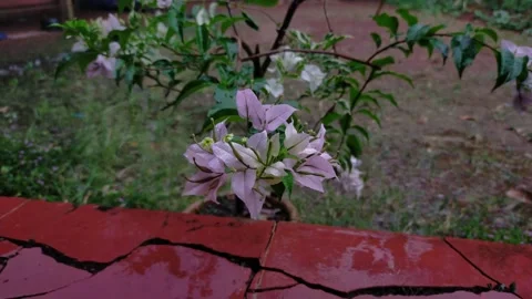 Paper flowers are often called bougainvillea flowers in the rain Stock Footage 208308115