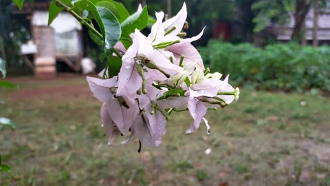 Paper flowers are often called bougainvillea flowers in the wind Stock Footage 208904984