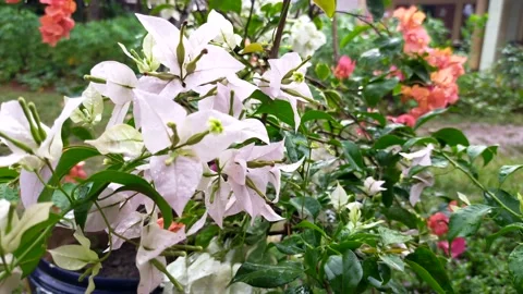 Paper flowers are often called cinematic bougainvillea flowers Stock Footage 208905024