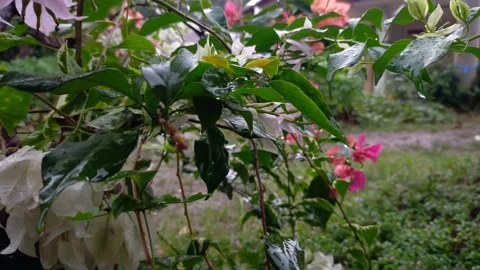 Paper flowers are often called bougainvillea flowers when it is drizzling Stock Footage 208905078