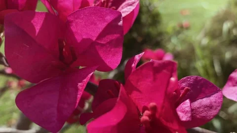 Paper flowers in the garden Stock Footage 277103643