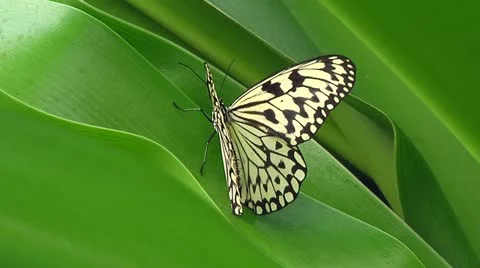 Paper Kite butterfly Stock Footage 11146625