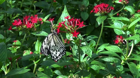 Paper Kite Butterfly Stock Footage 36104202