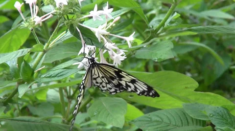 Paper Kite Butterfly Stock Footage 36104675