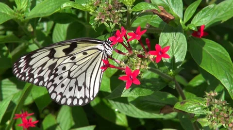 Paper Kite Butterfly 動画素材 36104676