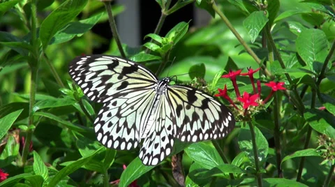 Paper Kite Butterfly Video stock 36104729