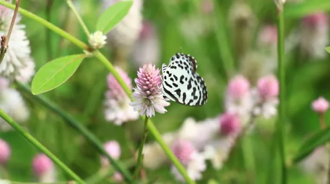 Paper Kite Butterfly Stockbeeldmateriaal 68027863
