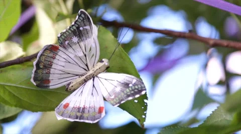 Paper kite butterfly on leaf Stock Footage 68148806