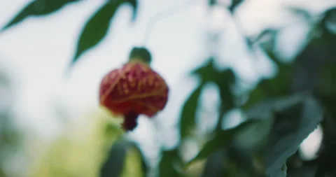 Paper lantern flower in the wind Video stock 185620403