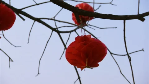 Paper lantern hanging on bare tree in garden Stock Footage 88545736