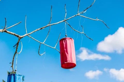 Paper Lanterns on tree branch Stock Photos