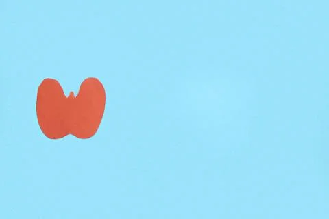 Paper model of healthy thyroid on light blue background Stock Photos