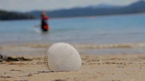 Paper nautilus shell on the beach in New Zealand 库存影片 102356949