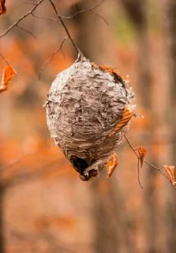 Paper nest Stock Photos