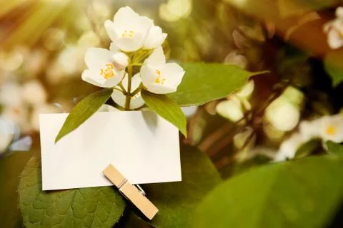 Paper note hooked on leaf of the flower Stock Photos