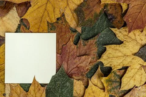 Paper for notes on the background of dry autumn leaves texture background Foto stock