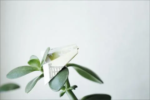 Paper plane on a tree Stock Photos