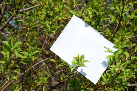 Paper in plant Stock Photos