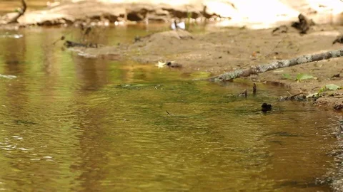 Paper ship floats on small forest stream Stock Footage 92200667