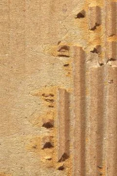 Paper texture with tear for pattern Stock Photos