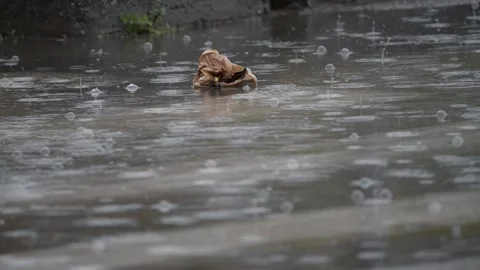 Paper thrown on the street while it rains Stock Footage 143963855