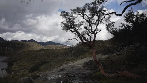Paper Tree Ecuador El Cajas Stock Footage 269724378