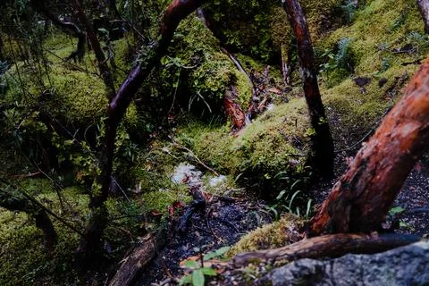 Paper tree (Polylepis) forest endemic to the mid- and high-elevation region.. Stock Photos
