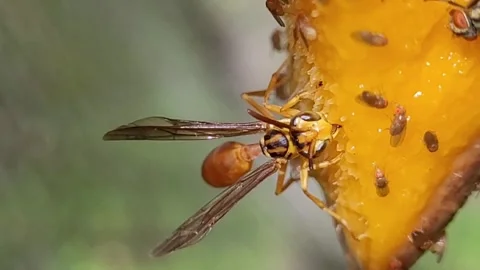 Paper Wasp and Fruit Flies Feeding on Ripe Mango Fruit - Macro Shot Stock Footage 341452645
